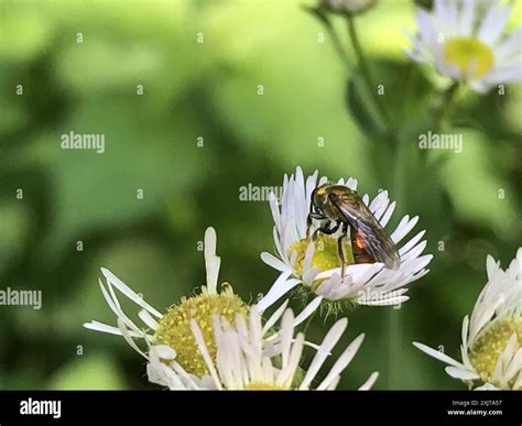 Pure Green Sweat Bee Augochlora Pura Insecta Stock Photo Alamy