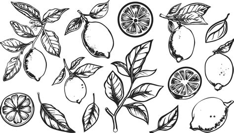 Black And White Lemon Vector Images Over 9500