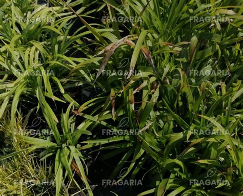 Gyöngyikés Gyepliliom Lilac Wonder Liriope Muscari Kont 3l