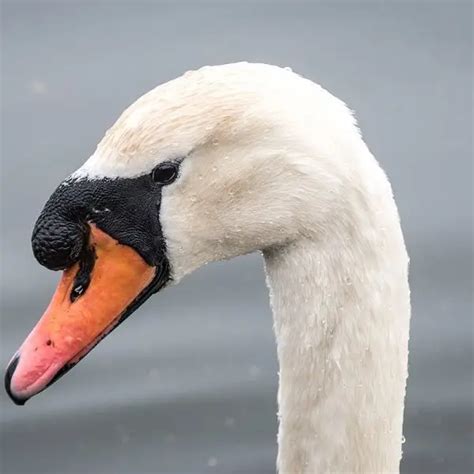 Mute Swan - Facts, Diet, Habitat & Pictures on Animalia.bio