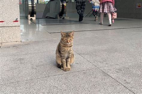 那只每天守在地铁口，被很多人偶遇的流浪猫，等到了专属于它的人