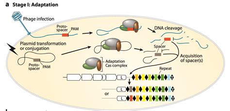 Crispr Cas