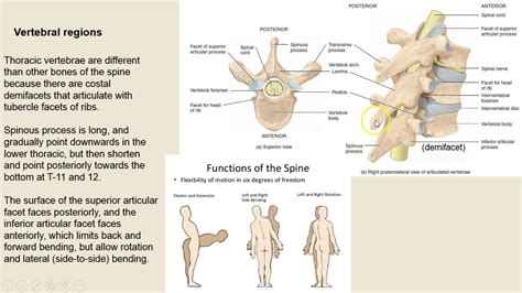 Bone 5 Vertebrae Dr Madden YouTube