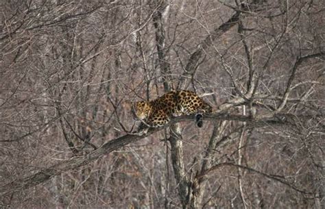 Through Golden Eyes Wild Amur Leopard Tasked With Becoming Hero Father