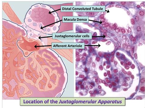 Juxtaglomerular Cells Histology