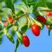 Drought Tolerant Goji Berry Fruit Plant Seeds Aka Wolfberry