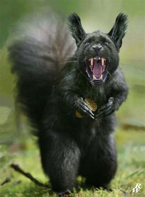 Black Squirrel With White Face