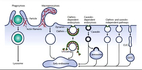 Figure From Defining The Mechanism Of Methuosis A Non Apoptotic