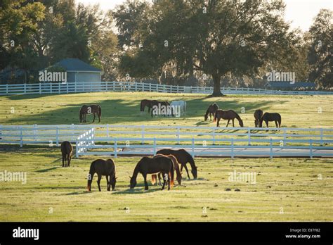 Horse Farm In Ocala Fl Stock Photo Alamy