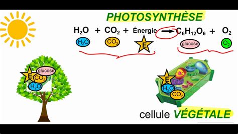 Photosynthèse VS respiration cellulaire YouTube