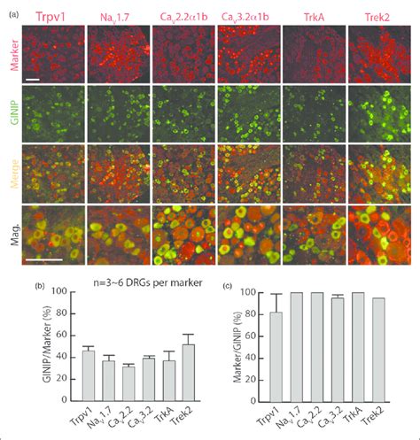 Colocalization Of Ginip With Subpopulations Of Drg Nociceptive Neurons