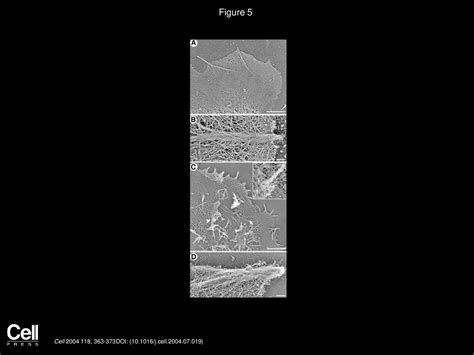 Lamellipodial Versus Filopodial Mode of the Actin Nanomachinery - ppt ...