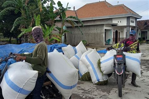 Bps Sebut Harga Gabah Tertinggi Di Tingkat Petani Capai Rp Per Kg