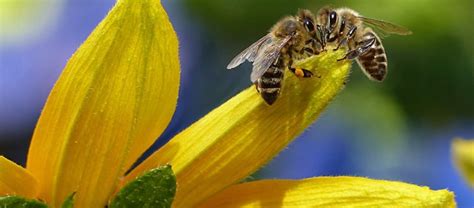 Des Abeilles De Plus En Plus Menac Es Ompe Organisation Mondiale