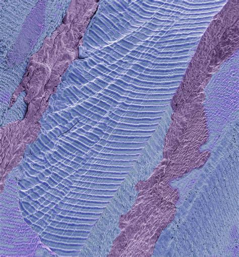 Skeletal Muscle SEM Stock Image C056 0676 Science Photo Library