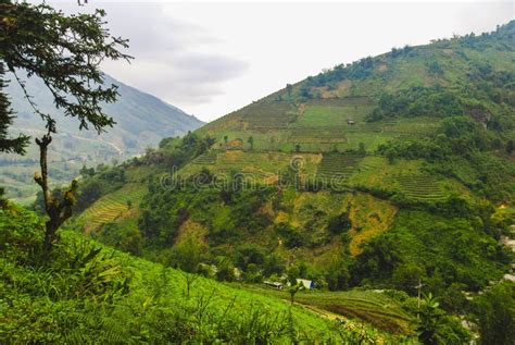 The rice terraces in Sapa stock image. Image of asia - 168181277