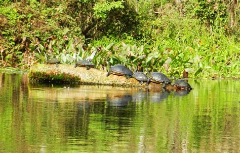 Silver Springs State Park Famous Spring Plus Cabins Hiking History