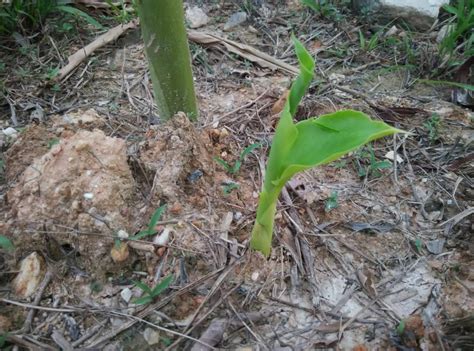 Panduan Lengkap Tanam Pokok Bunga Kantan Berbaloi Buat Jual Impiana