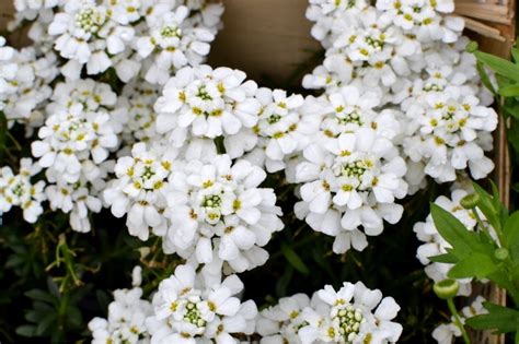 IBERIS sempervirens Snowflake blanc pur Pépinière du Penthièvre