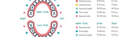 baby-teeth-chart - Surfside Kids Dental and Orthodontics | Pediatric ...