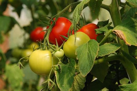 Elimina La Tuta Del Tomate Y Mejora Tus Cultivos De Forma Efectiva