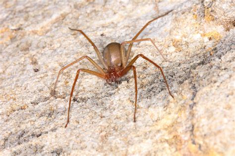 3 Most Venomous Spiders In North America Sunnyscope