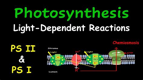 Light Dependent Reactions Photosynthesis Step By Step Youtube