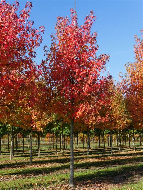 Liquidambar Styraciflua Worplesdon Amberboom Cv Van Den Berk