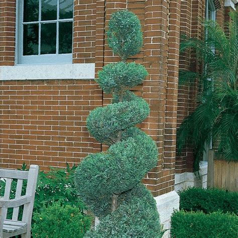 2 Quart Blue Arrow Spiral Juniper Feature Shrub In Pot L22654 Lowes