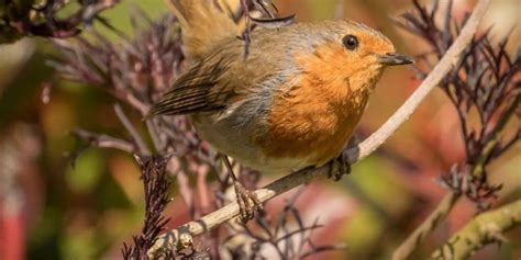 Comment Attirer Les Oiseaux Dans Votre Jardin