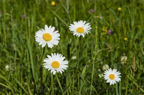 Wildflowers in Acadia National Park in Maine 1383052 Stock Photo at ...