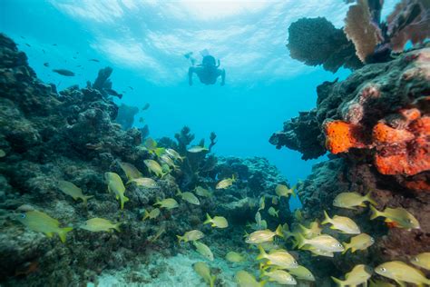 Snorkel In The Keys Miarentals Blog