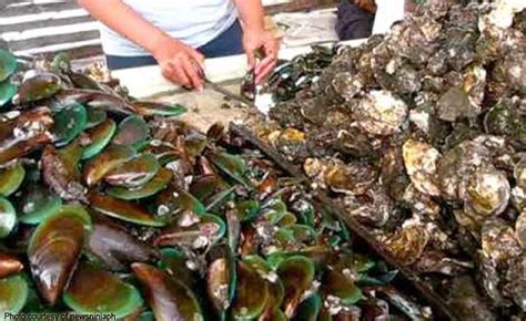 The Red Flag Is Still Up Red Tide Toxins Still High In Eastern