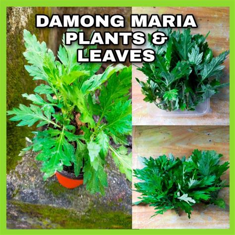 Damong Maria Fresh Leaves And Uprooted Lazada Ph