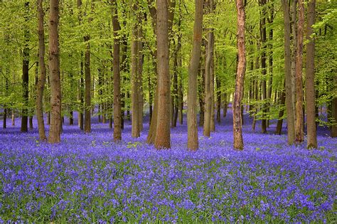 Bluebells In The Chilterns Snapshooter Flickr