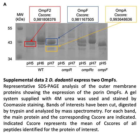 Emergence Of The Dickeya Genus Involved Duplication Of The Ompf Porin