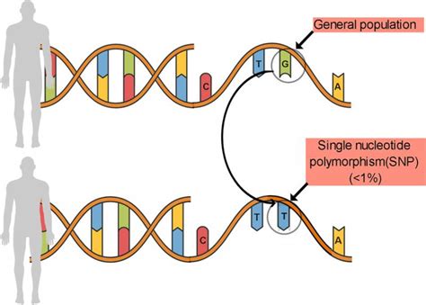 Single Nucleotide Polymorphism SNP Genotyping Market Size