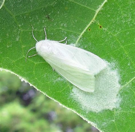Hyphantria Cunea 2 1 Un Orso In Campagna