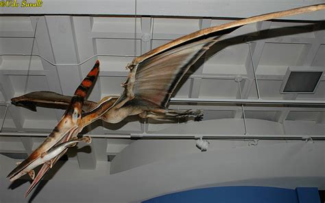 Virtual Museum Pterosaurs