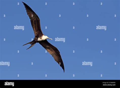 Magnificent Frigate Bird Fregata Magnificens Juvenile Bird In Flight