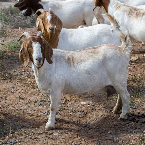 Boer Goats On Karoo Farm In South Africa Stock Photo Image Of Goat