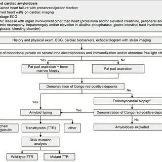 Diagnostic Algorithm For Suspected Cardiac Amyloidosis Adopted From