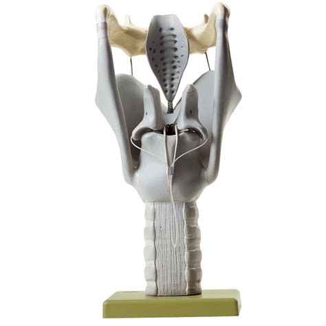 Somso Human Larynx Model Carolina Biological Supply