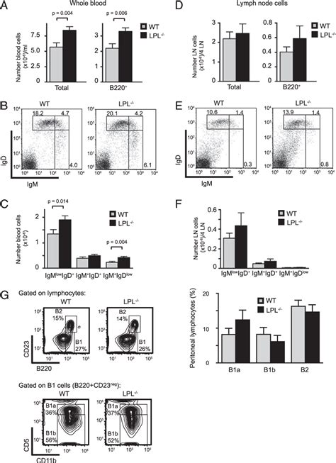 Figure 1 From Development Essential For Marginal Zone B Cell The Actin