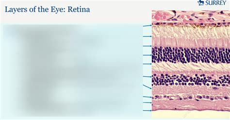 Layers Of The Retina Diagram Quizlet