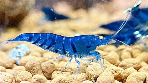 Blue Tiger Shrimp Care Guide Species Profile Aquariumistics