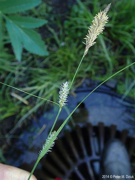 Carex Pellita Woolly Sedge Minnesota Wildflowers