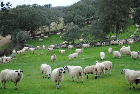 Este Viernes Se Abonan Cerca De Millones En Ayudas A Agricultores Y