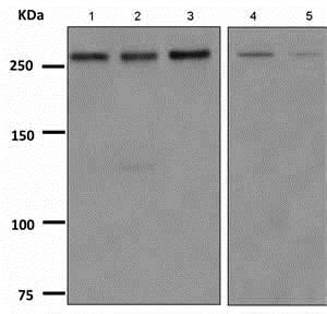 Recombinant Anti-LAMA3 antibody [EPR8266] KO Tested (ab151715) | Abcam