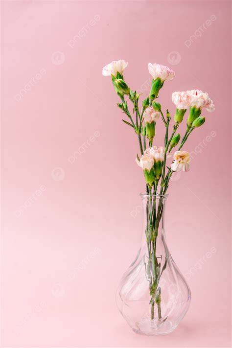 Holiday Mothers Day Carnation Pink Background Photographic Picture